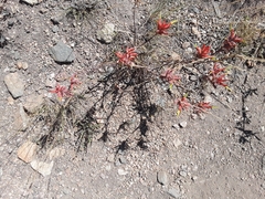 Castilleja linariifolia
