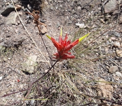 Castilleja linariifolia