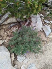 Lupinus hyacinthinus