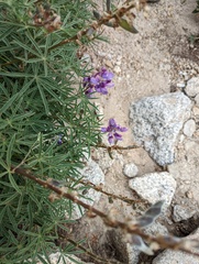 Lupinus hyacinthinus
