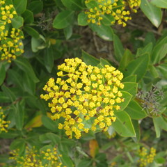 Bupleurum fruticosum