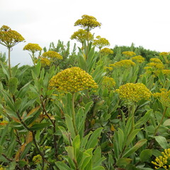 Bupleurum fruticosum