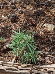 Lupinus hyacinthinus