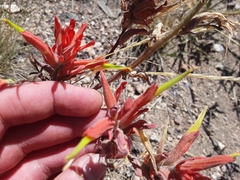 Castilleja linariifolia