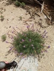 Lupinus hyacinthinus
