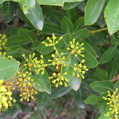 Bupleurum fruticosum