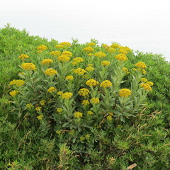 Bupleurum fruticosum