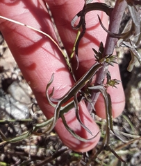 Castilleja linariifolia