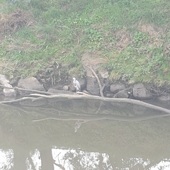 Egretta novaehollandiae