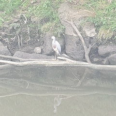 Egretta novaehollandiae