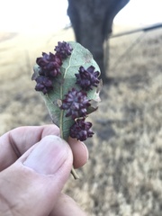 Cynips quercusechinus