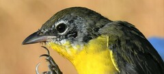 Icteria virens