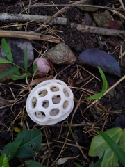 Clathrus roseovolvatus