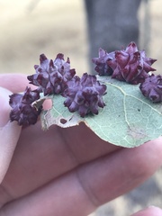 Cynips quercusechinus
