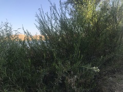 Baccharis salicifolia