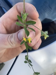 Lotus ornithopodioides