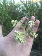 Baccharis salicifolia