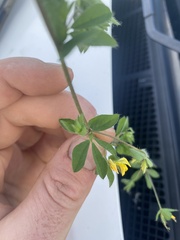 Lotus ornithopodioides