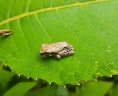 Hylidae