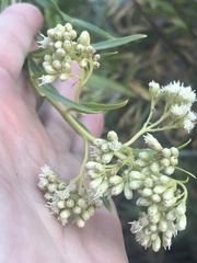 Baccharis salicifolia