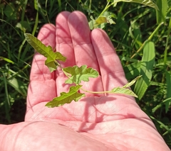Convolvulus equitans