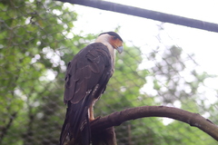 Caracara