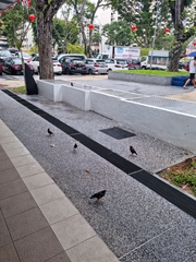 Acridotheres javanicus