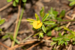 Stylosanthes biflora