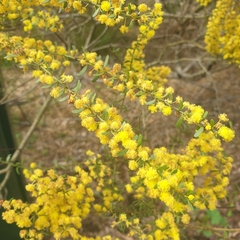 Acacia acinacea