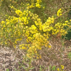 Acacia acinacea