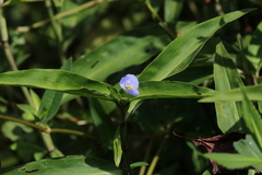 Commelina virginica