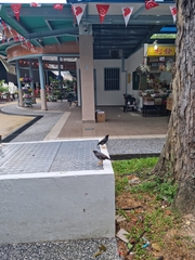 Acridotheres javanicus