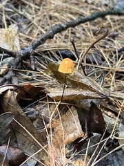 Marasmius siccus