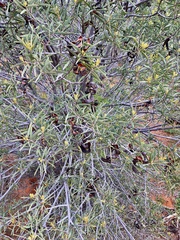 Acacia oswaldii