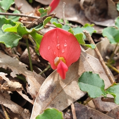 Kennedia prostrata