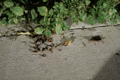 Periplaneta americana