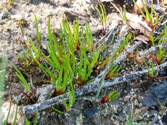 Centrolepis aristata