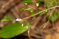 Hylodesmum