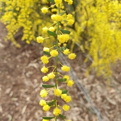Acacia acinacea