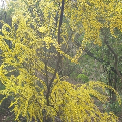 Acacia acinacea