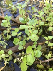 Bacopa rotundifolia