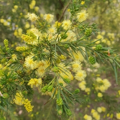Acacia aculeatissima