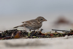 Passerculus sandwichensis rostratus