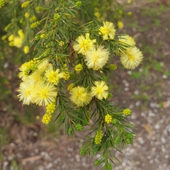 Acacia aculeatissima