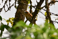 Pachyramphus cinnamomeus