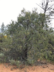 Acacia oswaldii
