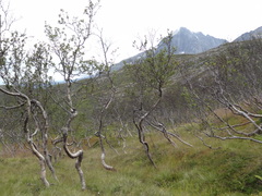 Betula pubescens pumila