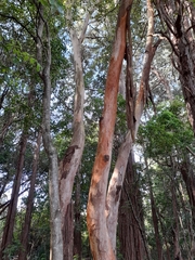 Eucalyptus punctata