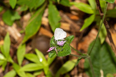 Celastrina