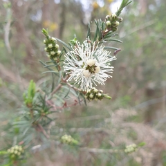 Melaleuca ericifolia